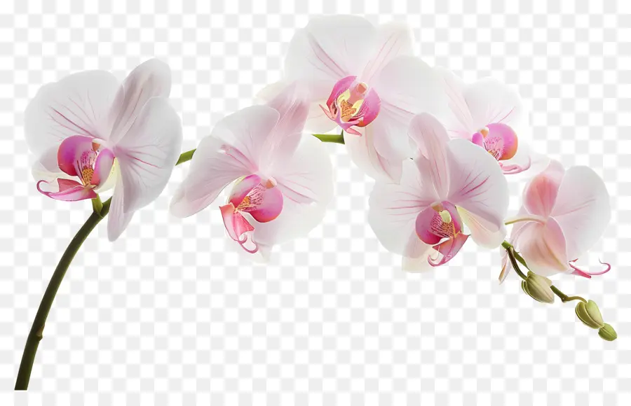 Flor De Orquídea，Orquídea Rosa PNG