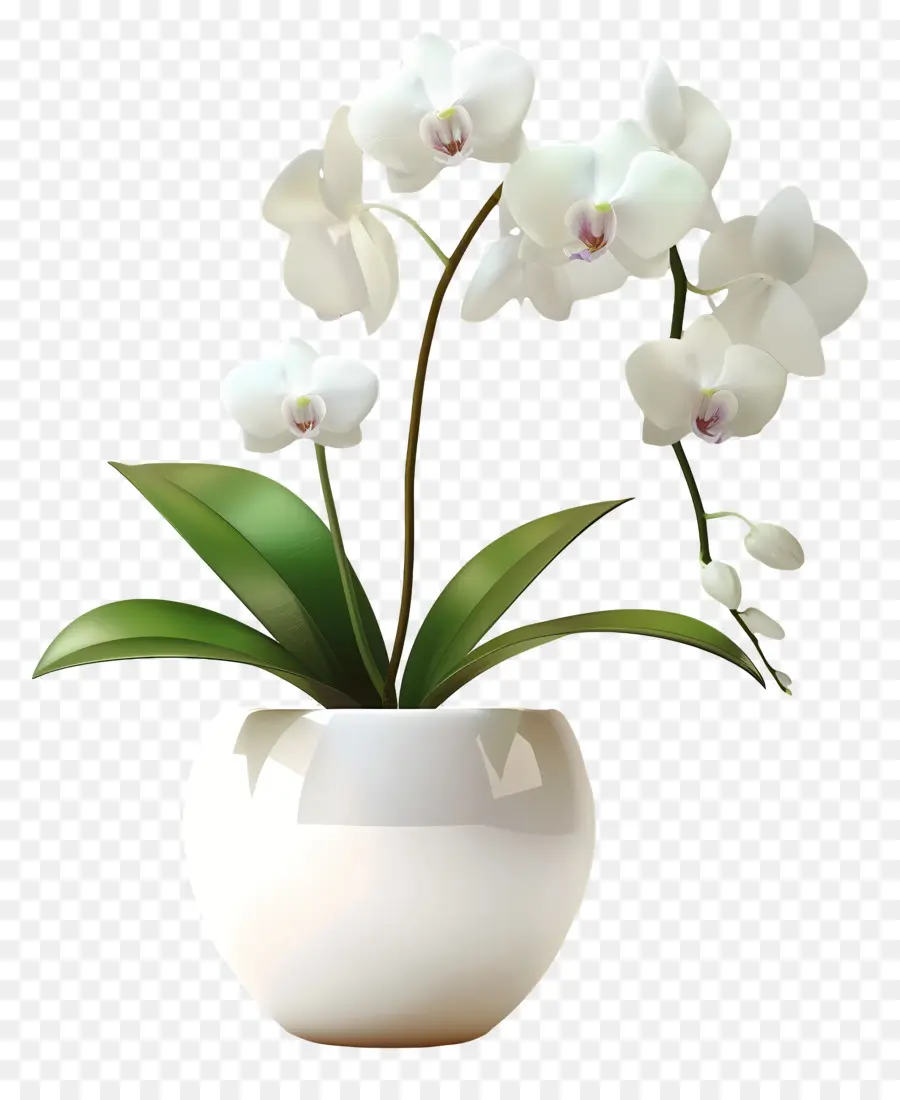 Flor De Orquídea，Orquídea Blanca PNG