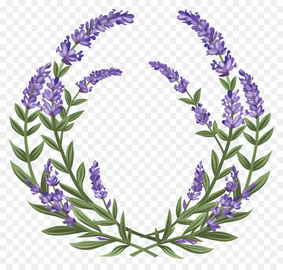 Corona De Lavanda，Hojas PNG