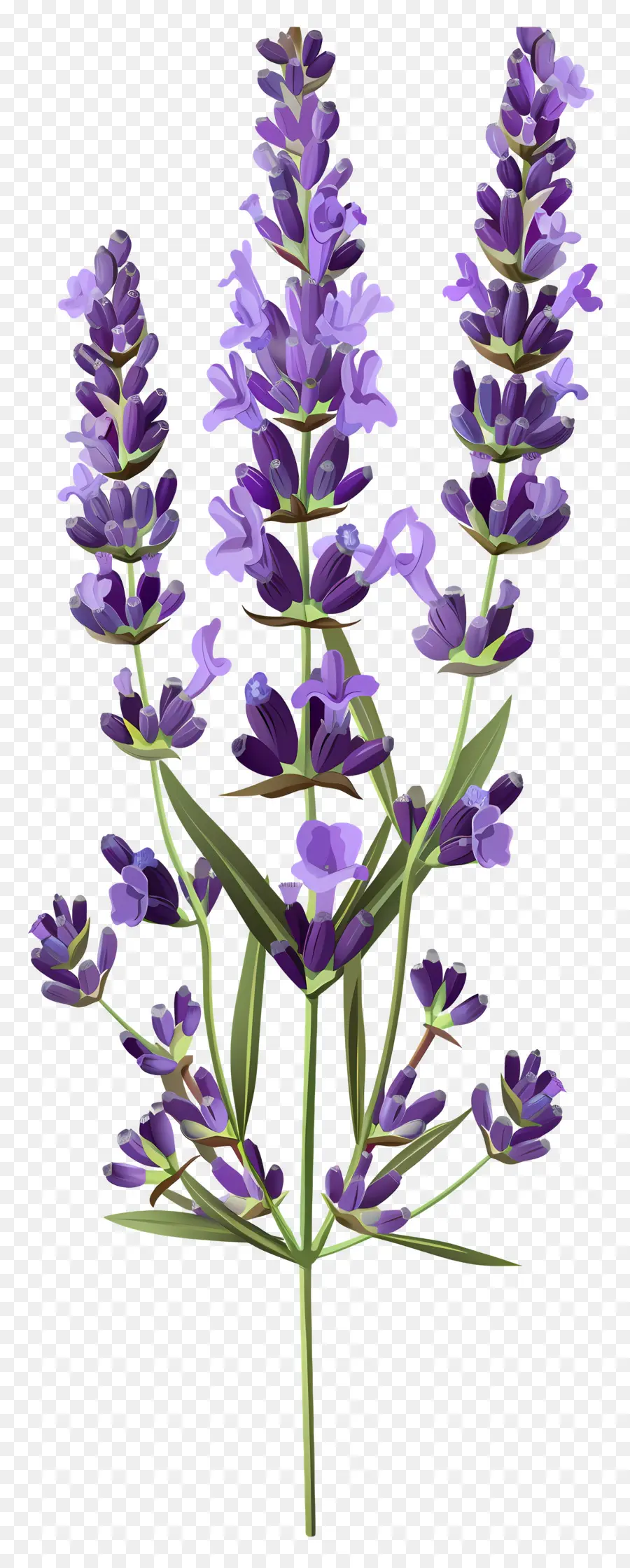 Flor De Lavanda，Flores Moradas PNG