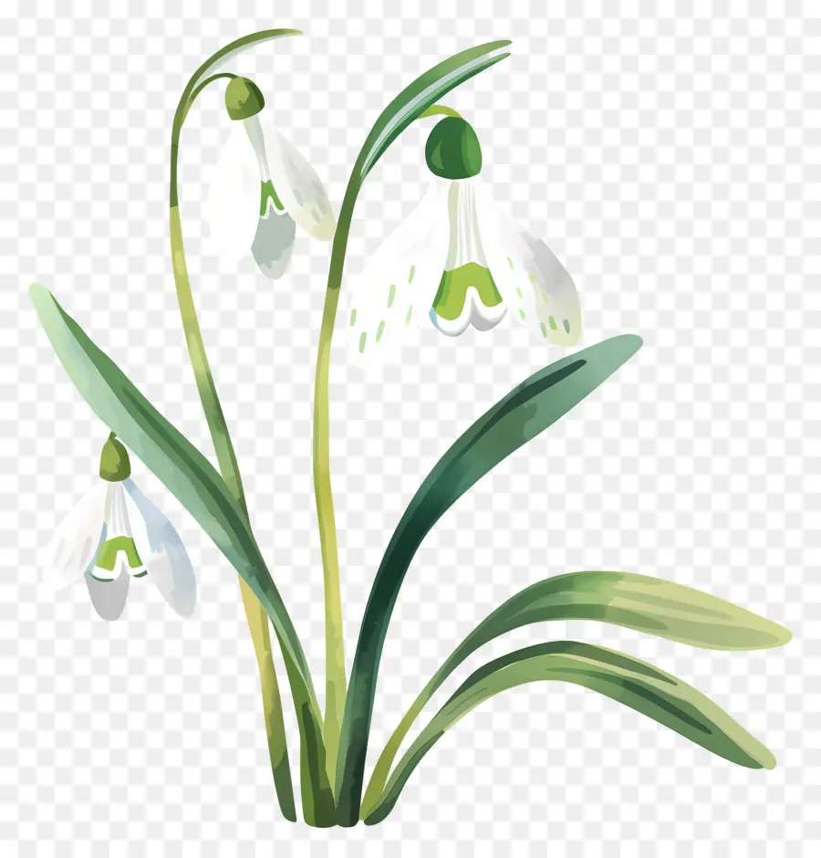 Campanillas De Invierno，Flor De Campanilla Blanca PNG