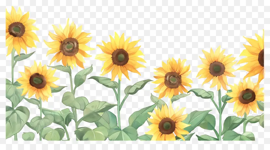 Frontera De Girasoles，Girasoles En Fila PNG