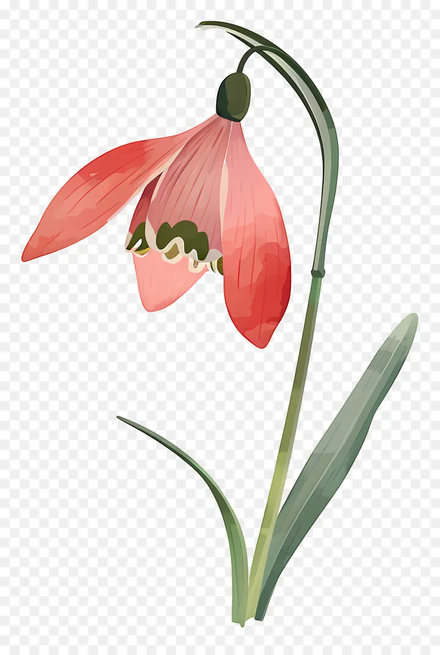 Campanilla De Febrero，Flor De Campanilla Roja PNG