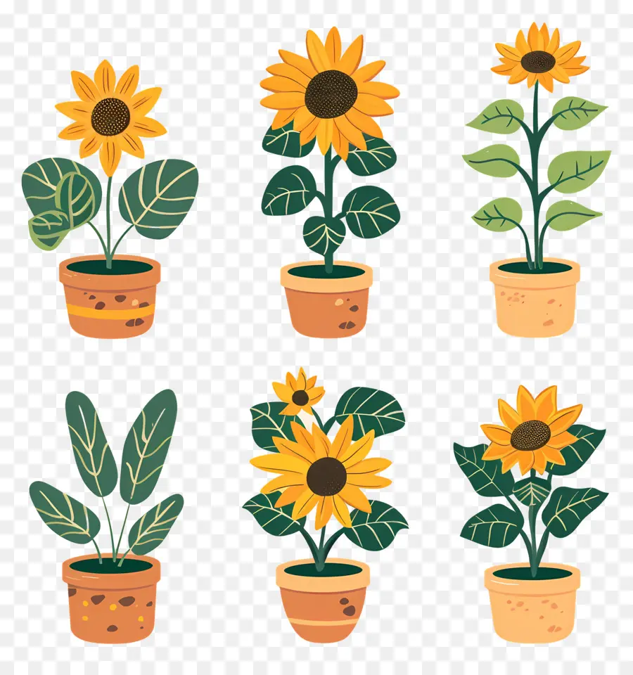 Plantas En Macetas，Macetas De Girasol PNG