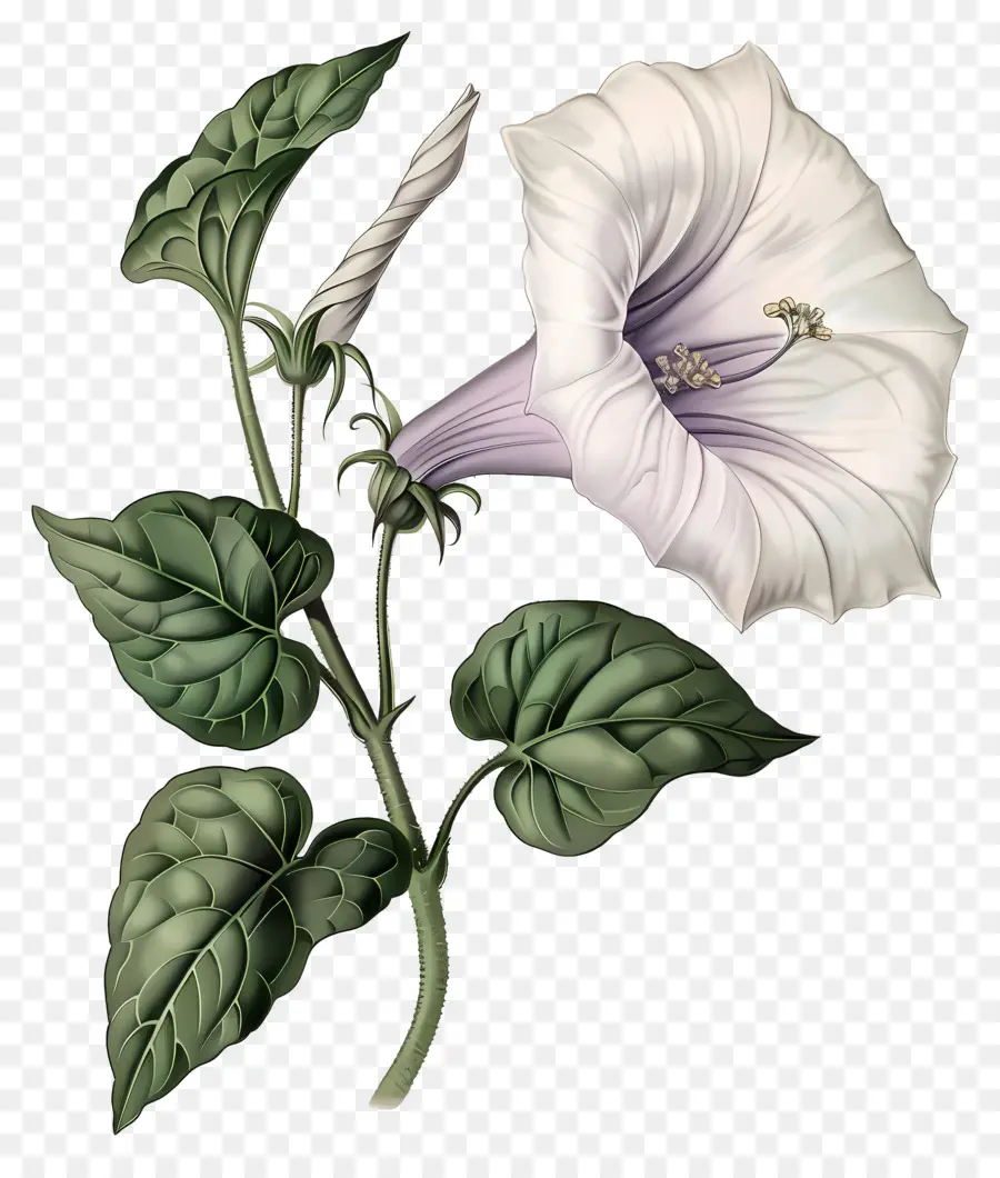 Flores Antiguas，Gloria De La Mañana Blanca PNG