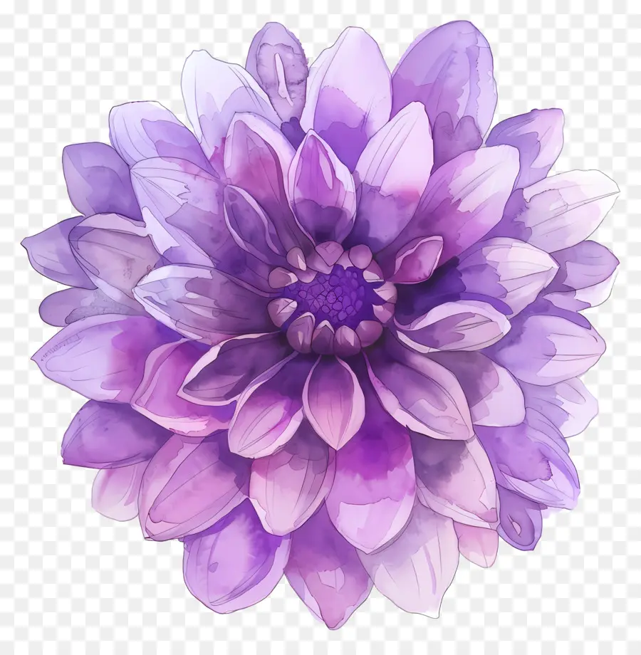 Flor De Dalia，Flor Morada PNG