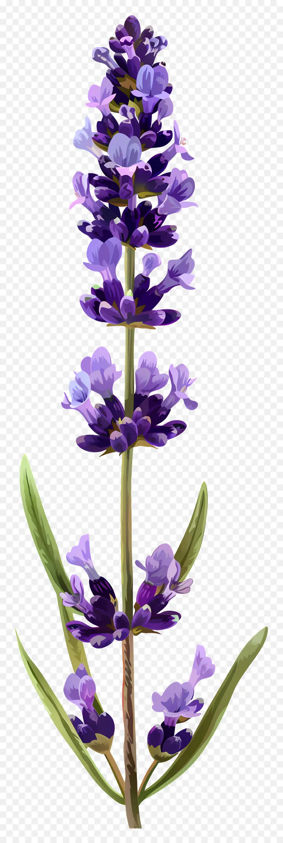 Flor De Lavanda，Lavanda PNG