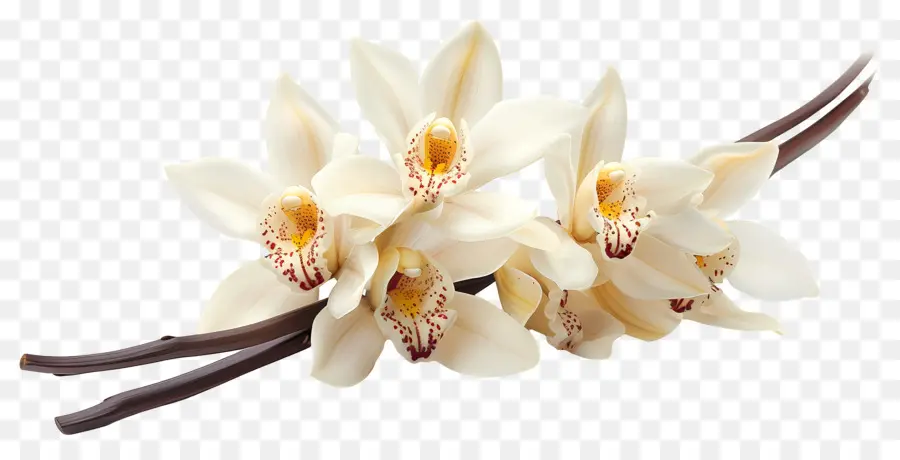 Flores De Orquídeas De Vainilla，Orquídeas Blancas PNG