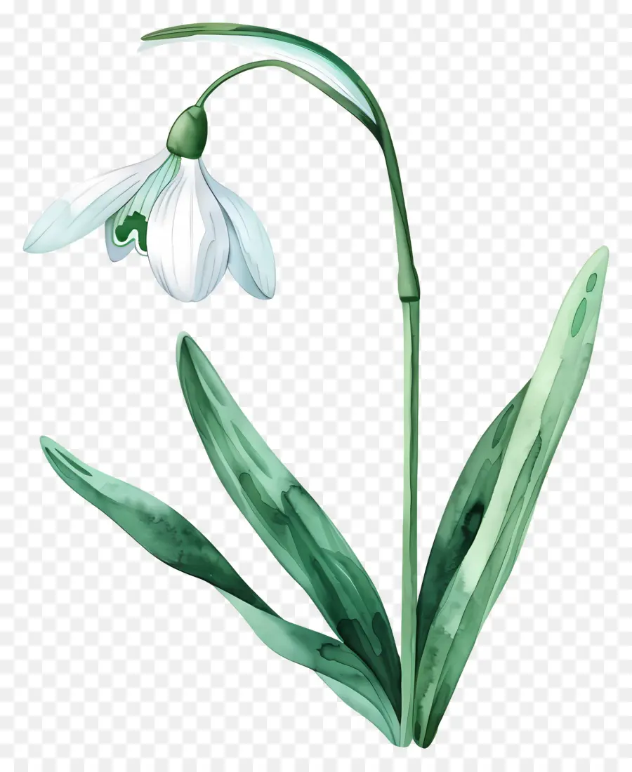 Campanilla De Febrero，Flor De Campanilla Blanca PNG