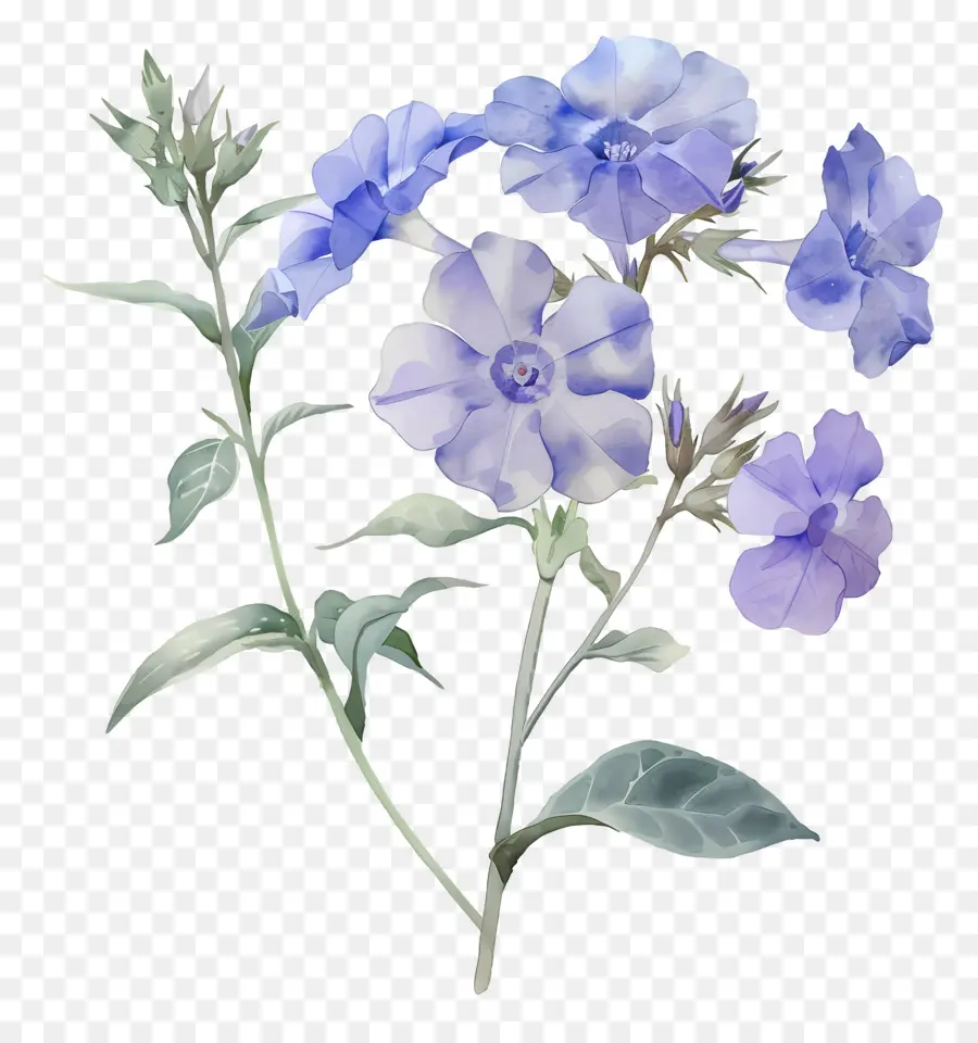 Flor Pequeña，Flores Azules PNG