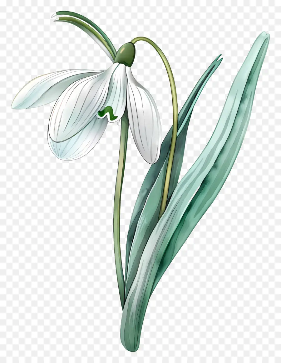 Campanilla De Febrero，Flor De Campanilla PNG