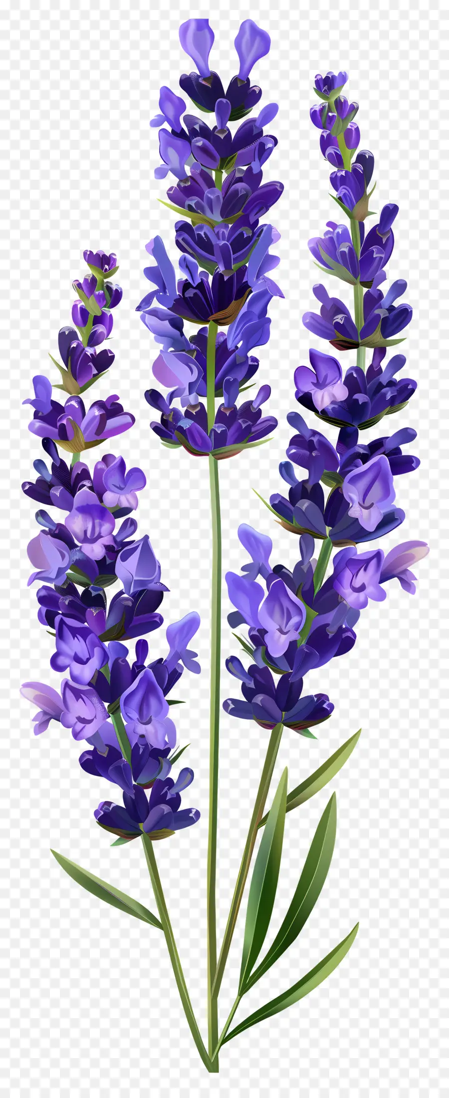 Flor De Lavanda，Flores Moradas PNG