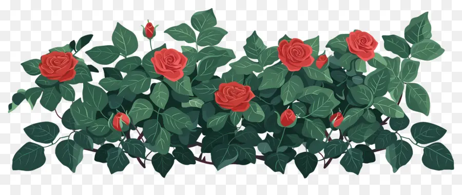 Rosal，Rosas Rojas PNG