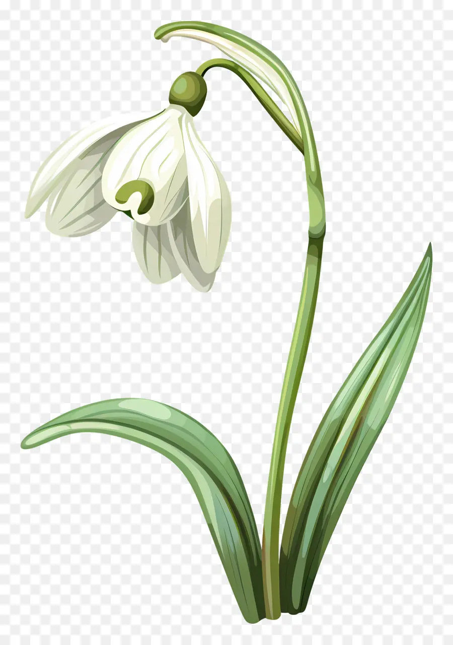 Campanilla De Febrero，Flores Blancas De Campanilla Blanca PNG