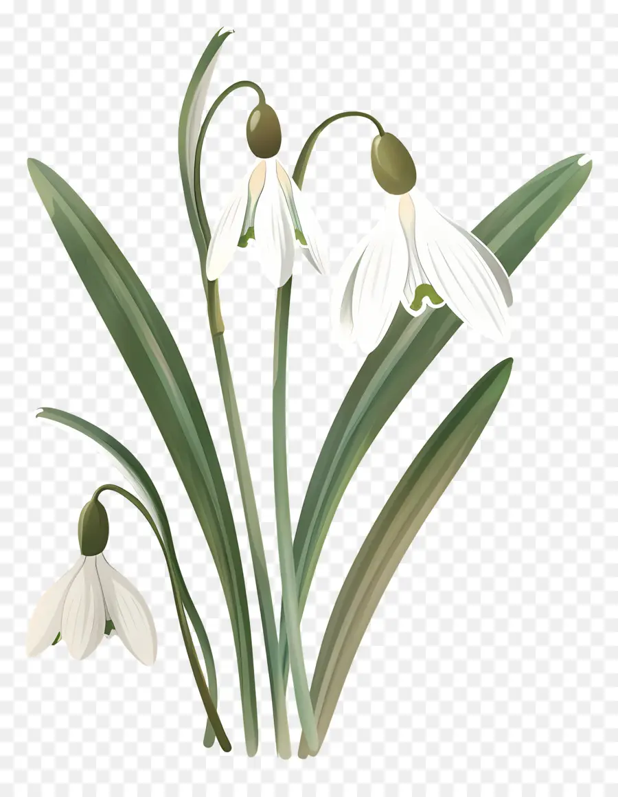 Campanillas De Invierno，Flores Blancas De Campanilla Blanca PNG