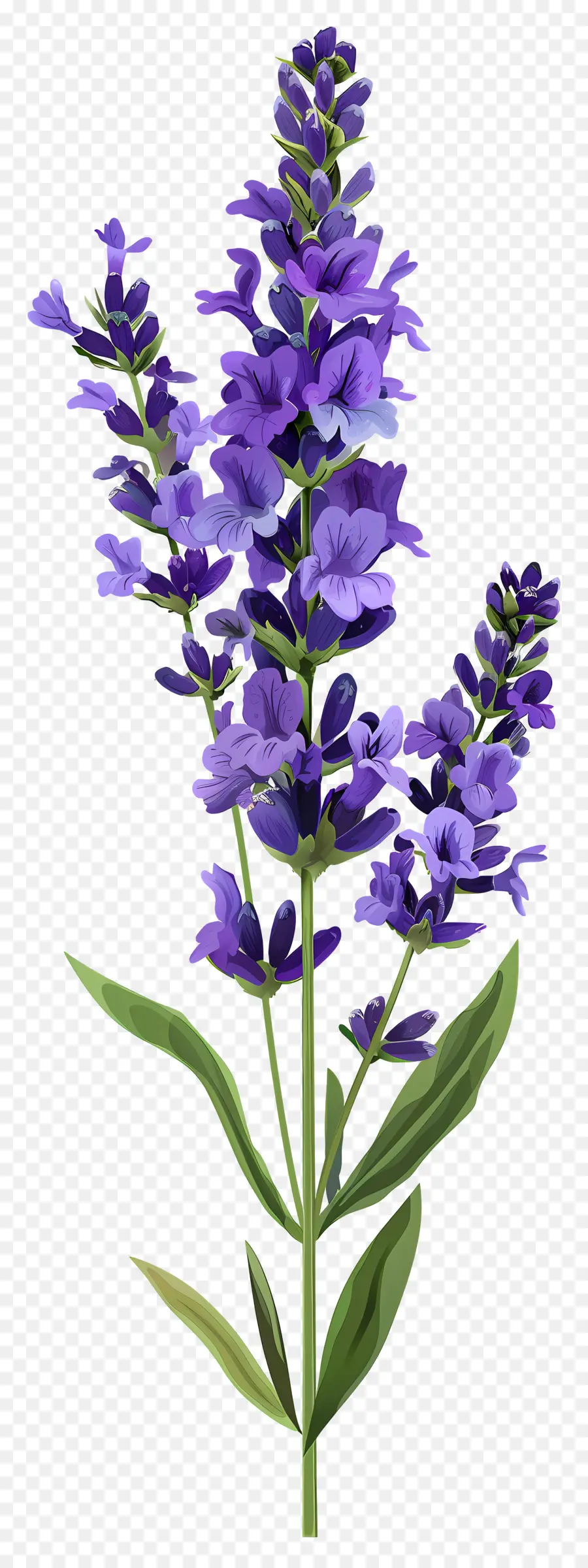 Flor De Lavanda，Flores Moradas PNG