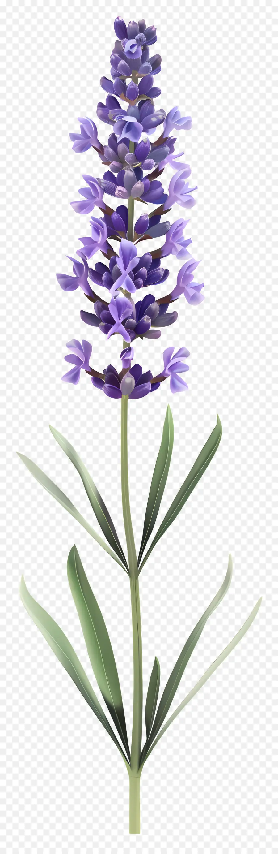 Flor De Lavanda，Flores Moradas PNG