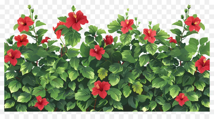 Arbusto De Flores，Flores De Hibisco Rojo PNG