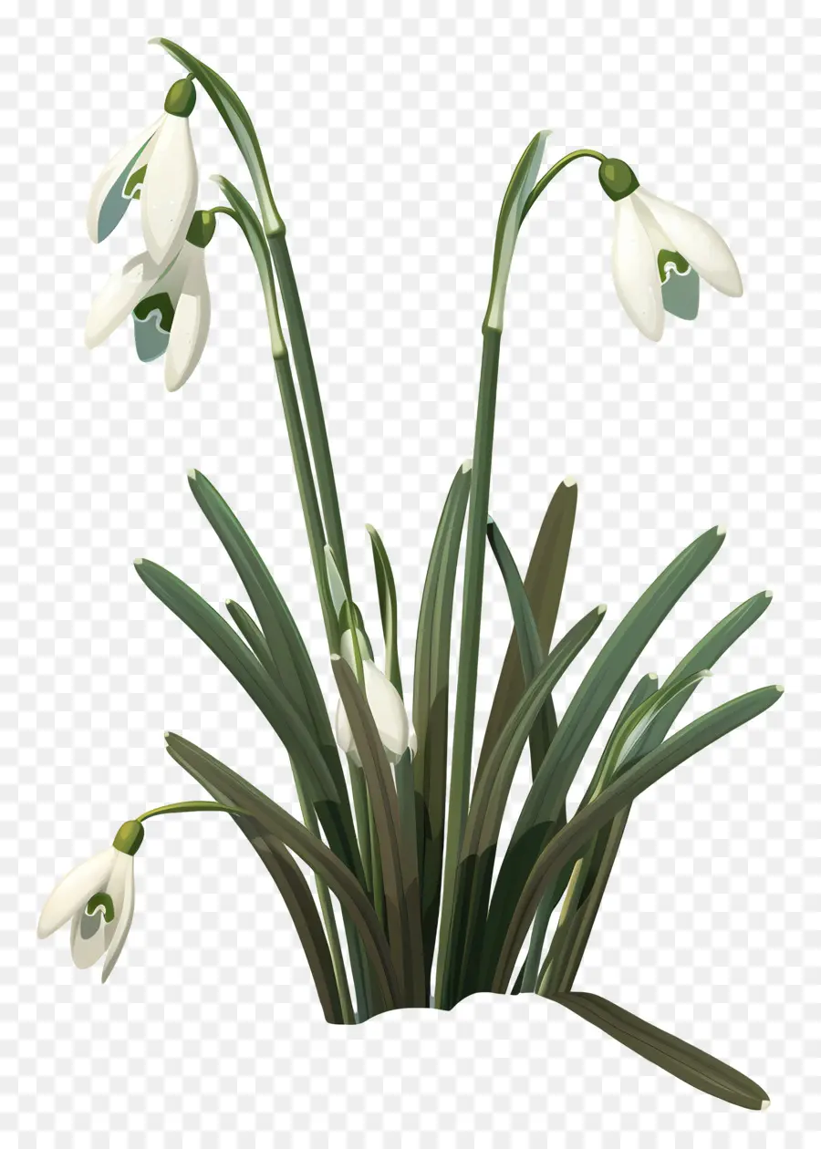 Campanillas De Invierno，Flor De Campanilla De Invierno PNG