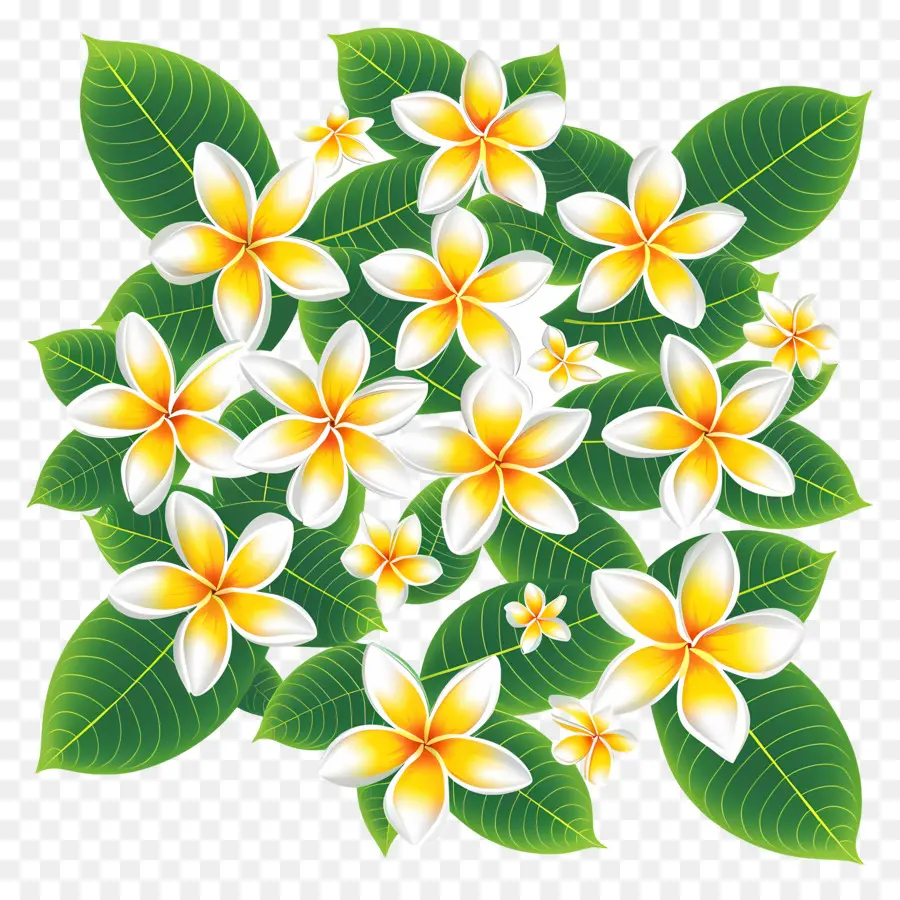 Flor Frangipani，Ramo De Plumeria PNG