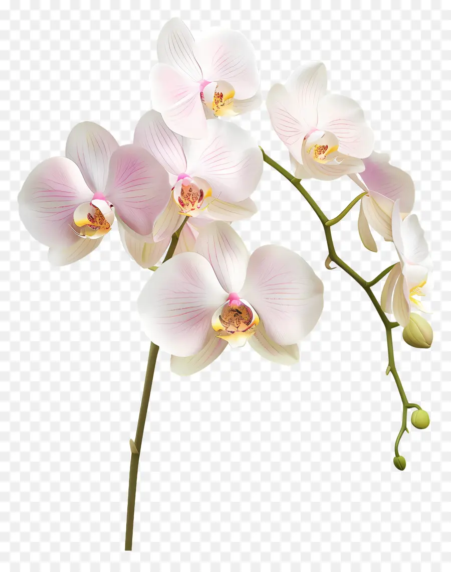 Flor De Orquídea，Orquídea Blanca PNG