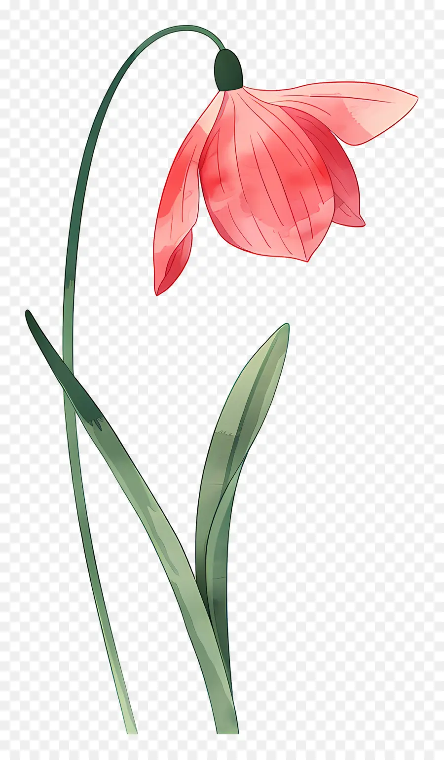 Campanilla De Febrero，Flor De Campanilla Roja PNG