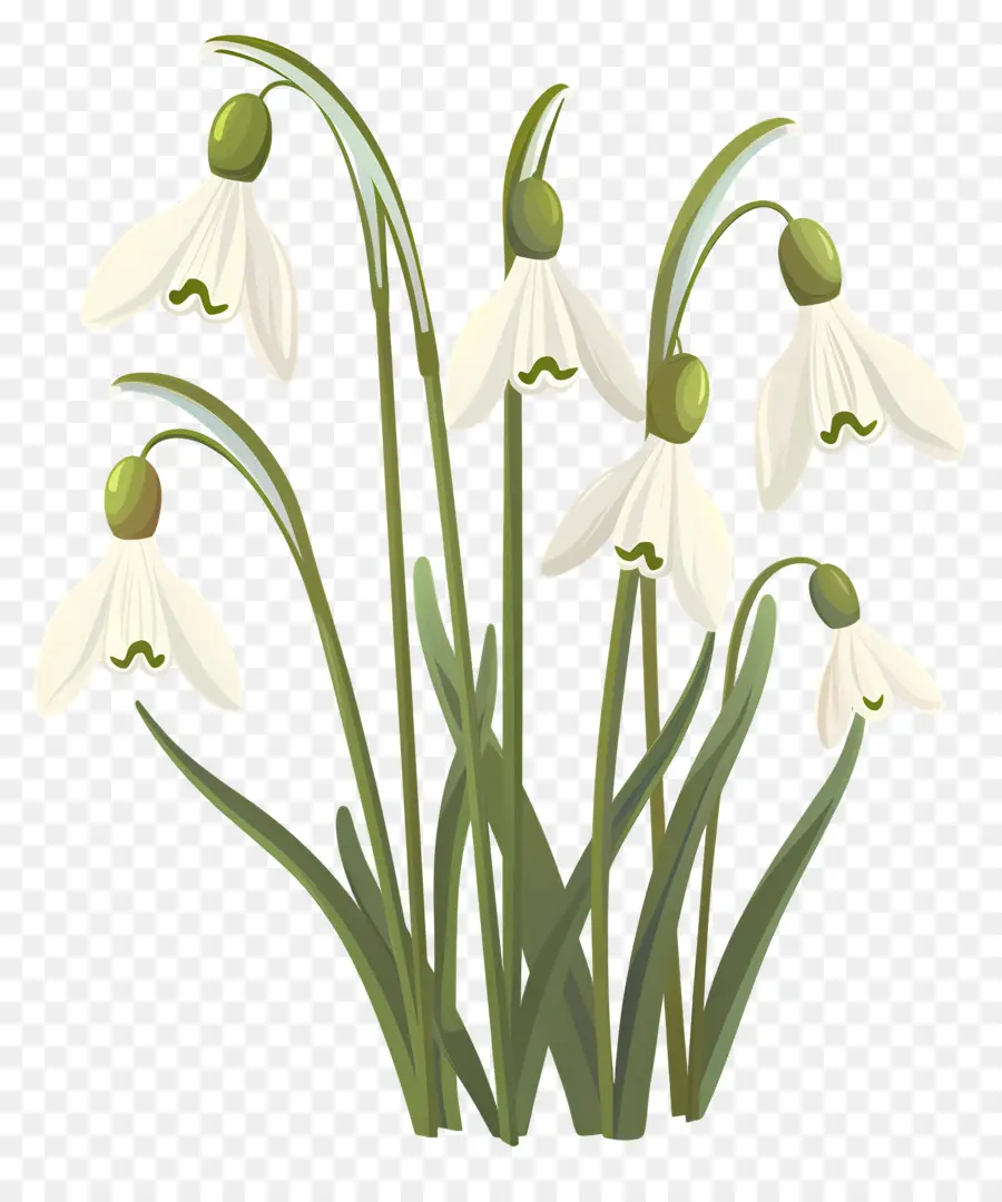 Campanillas De Invierno，Flores Blancas De Campanilla Blanca PNG