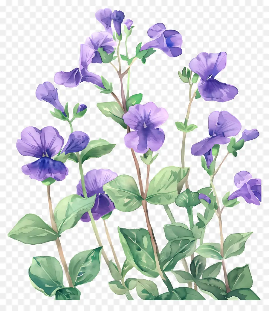 Flores De Acuarela，Flores Moradas PNG