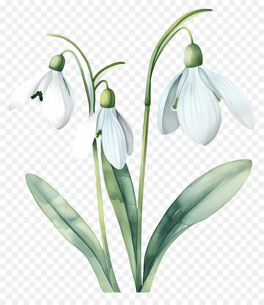 Campanillas De Invierno，Flor De Campanilla Blanca PNG