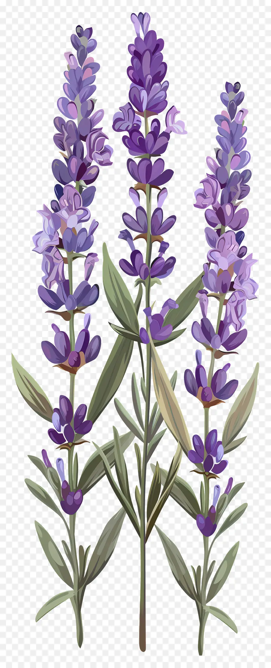 Flor De Lavanda，Lavanda PNG