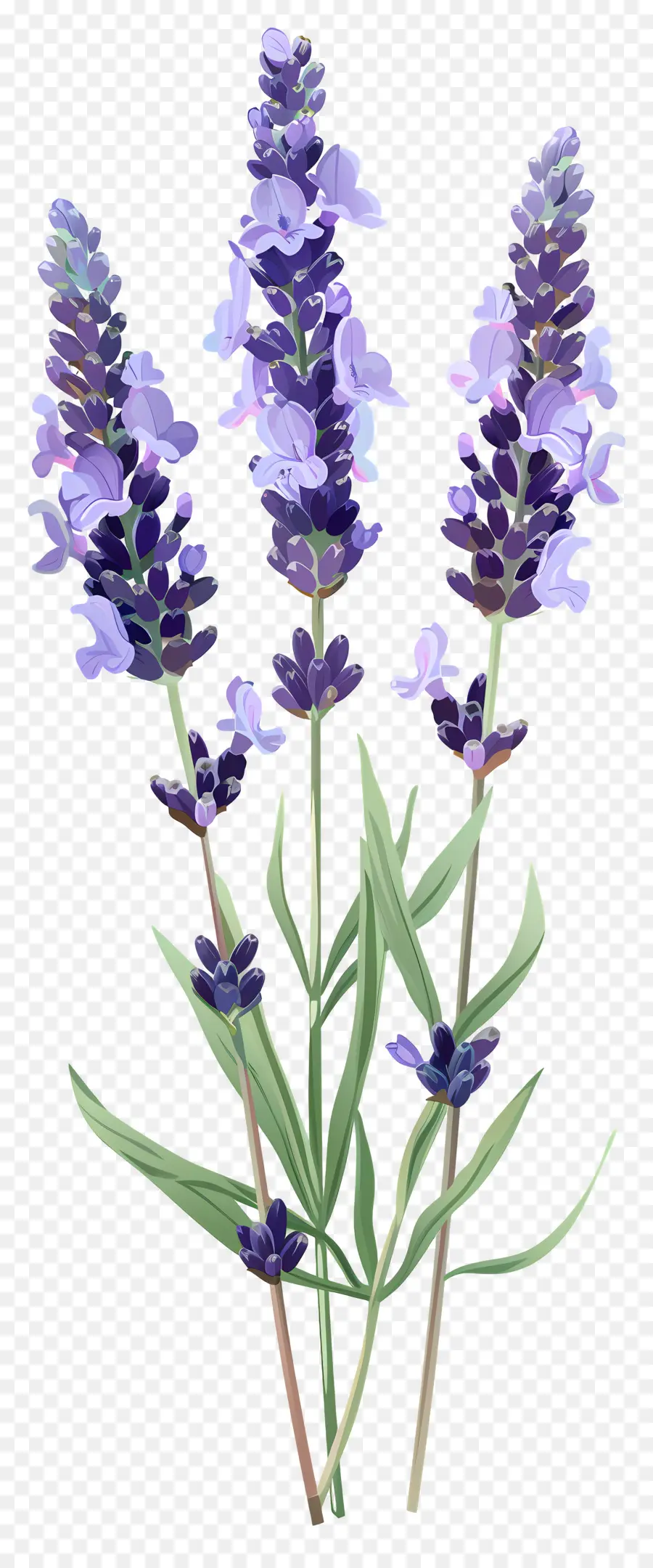 Flor De Lavanda，Flores Moradas PNG