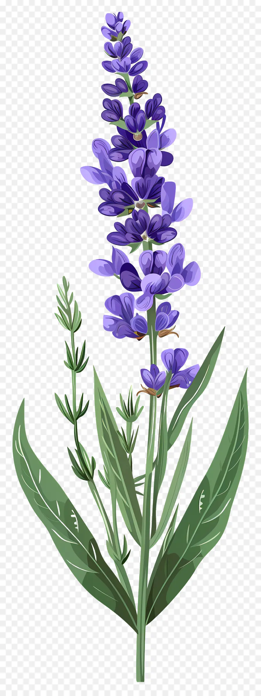 Flor De Lavanda，Flores Moradas PNG