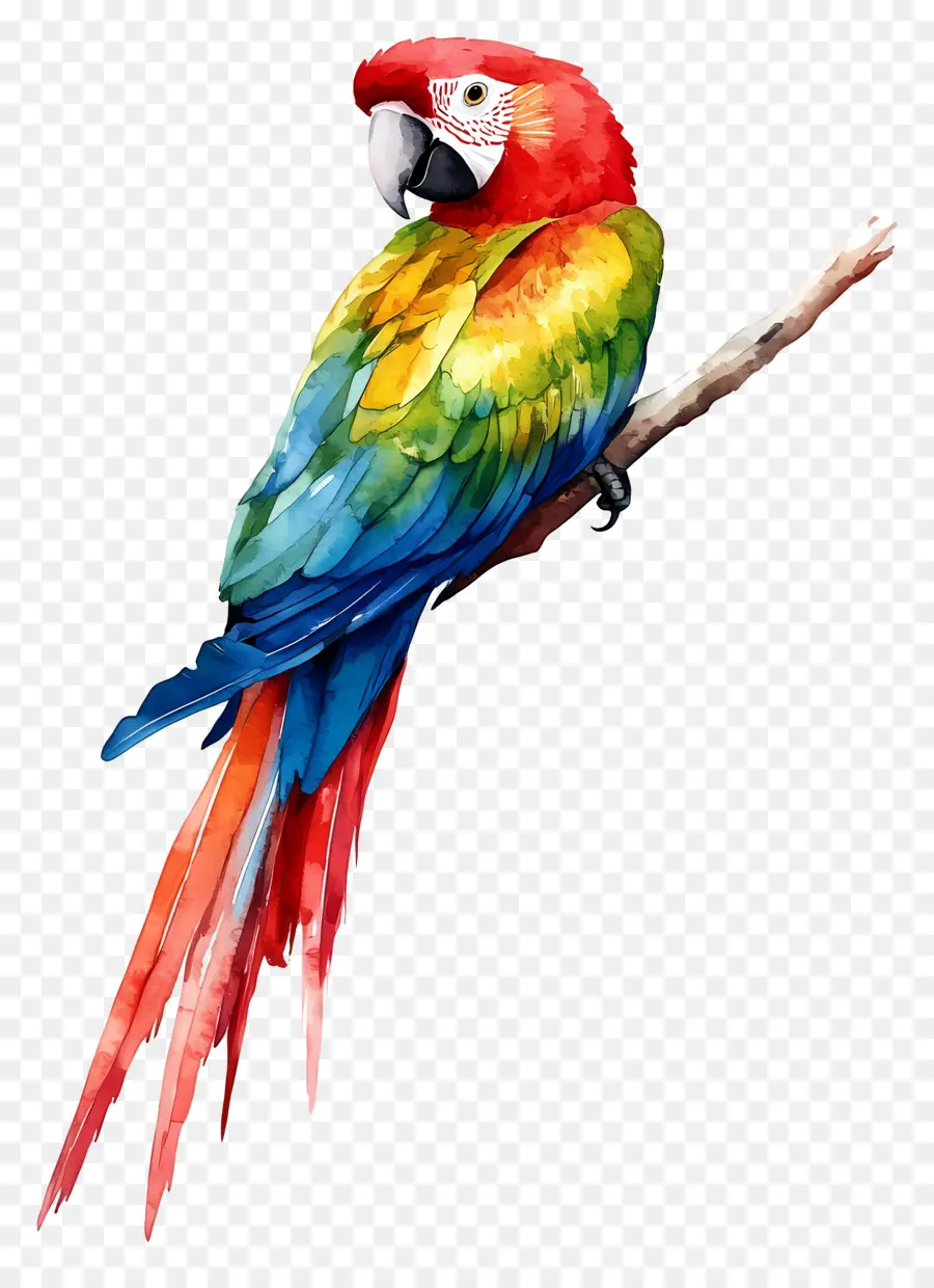 Pájaro Acuarela，Loro Colorido PNG