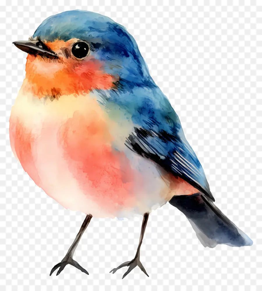 Pájaro Acuarela，Pájaro Colorido PNG