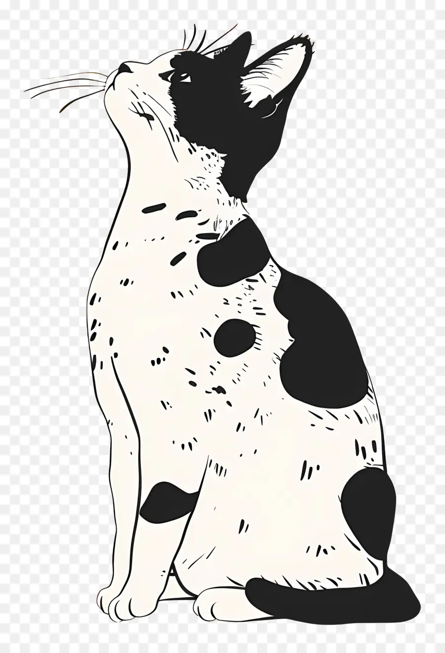 Lindo Gato，Gato Blanco Y Negro PNG