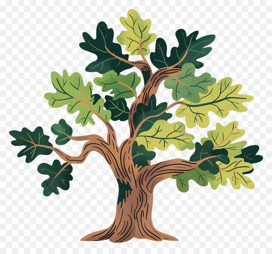 Roble，Árbol Detallado PNG