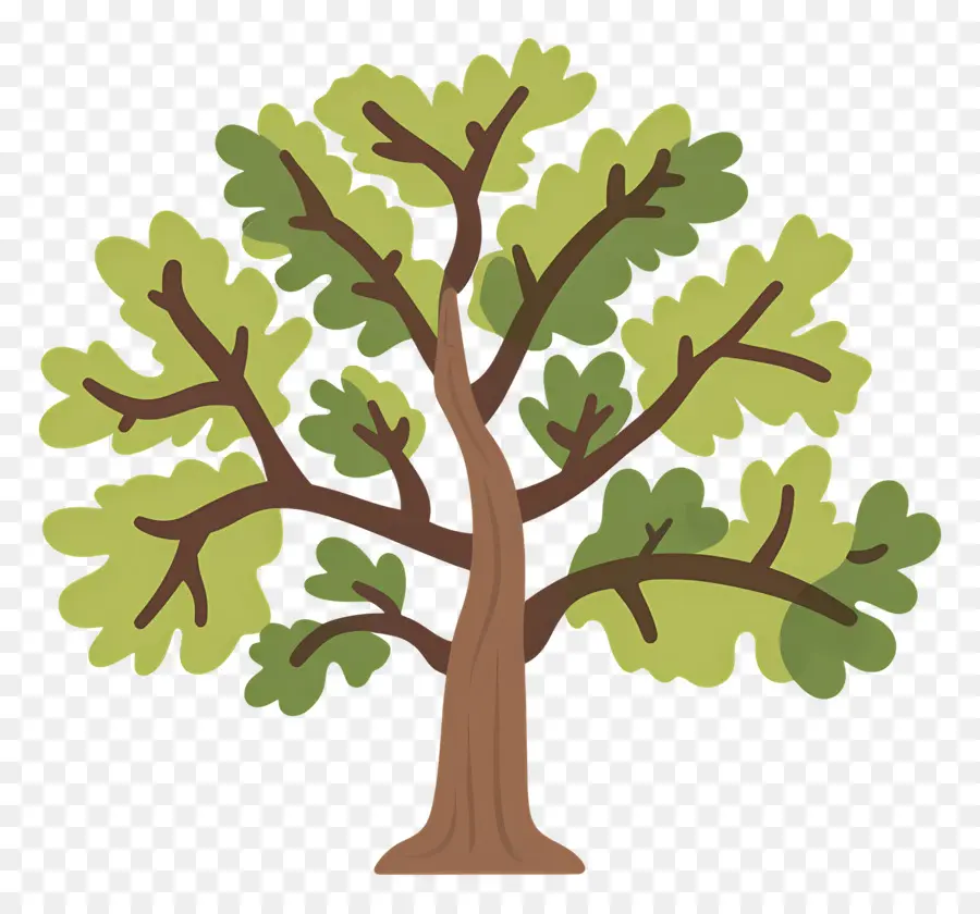 Roble，Árbol Detallado PNG