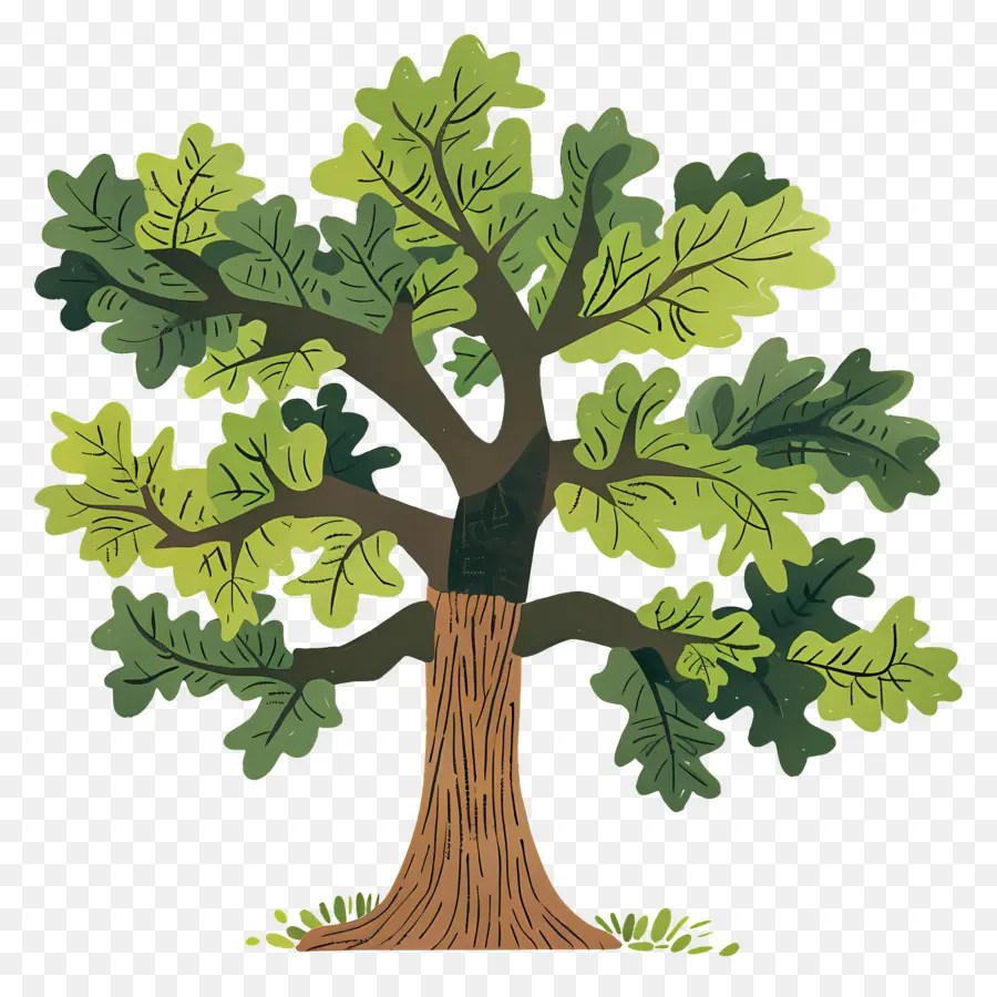 Roble，Árbol Detallado PNG