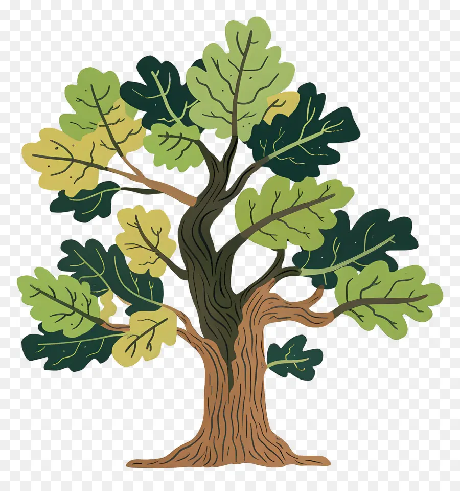 Roble，Árbol Detallado PNG