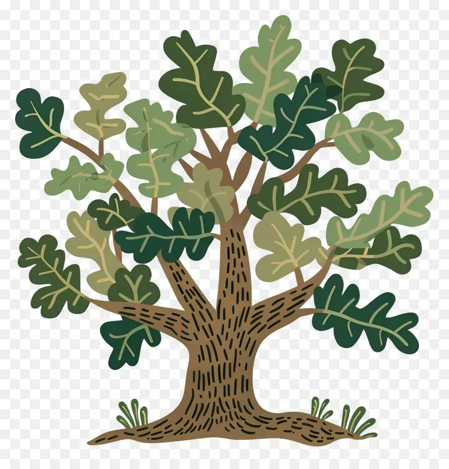 Roble，Árbol Detallado PNG