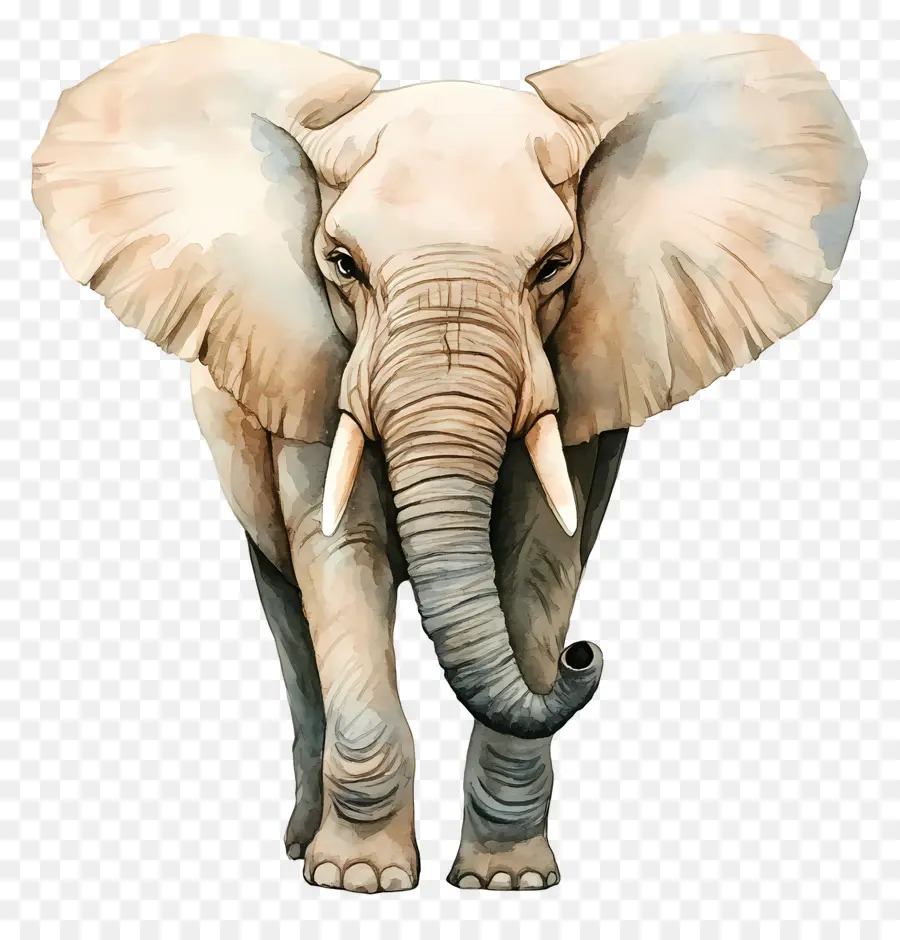 Elefante Acuarela，Elefante PNG