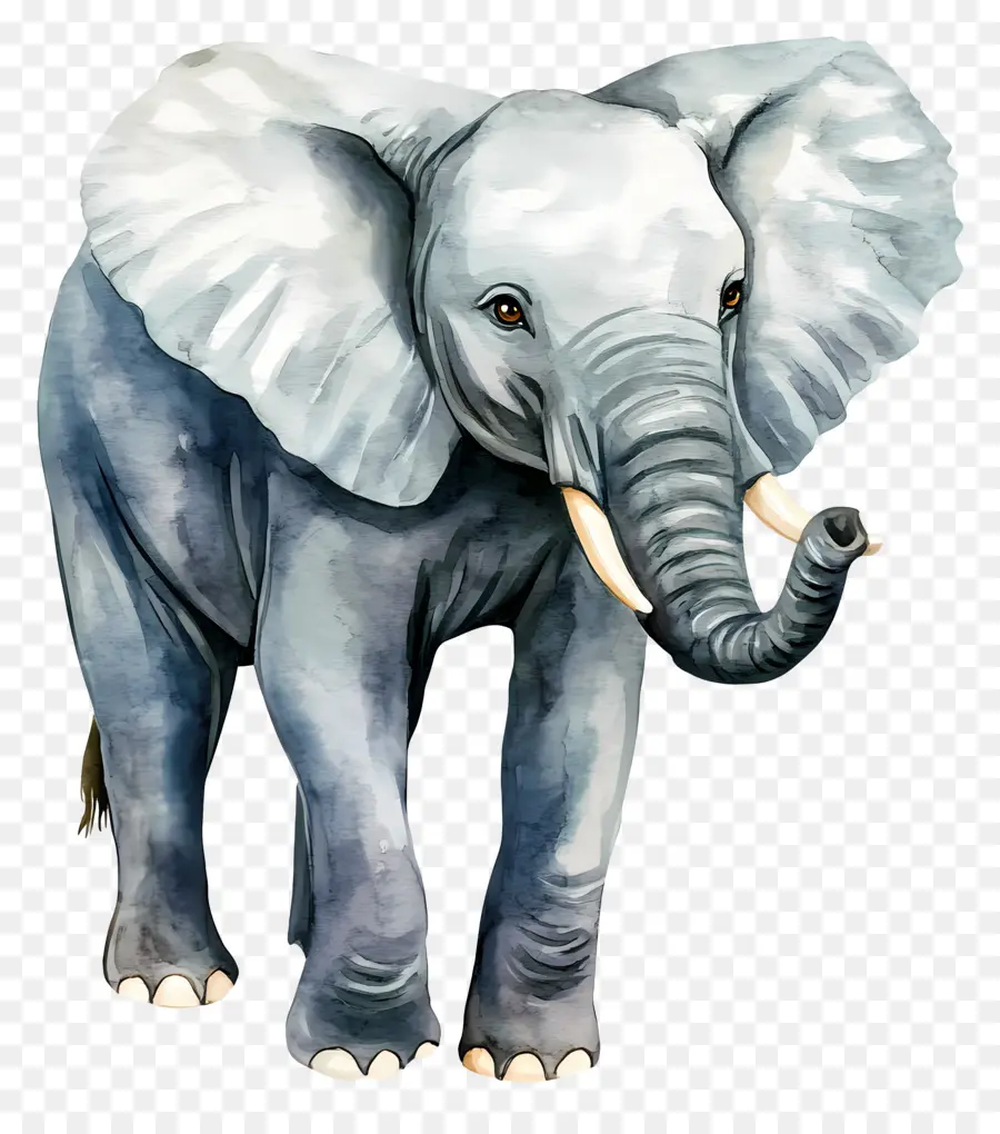 Elefante Acuarela，Elefante PNG