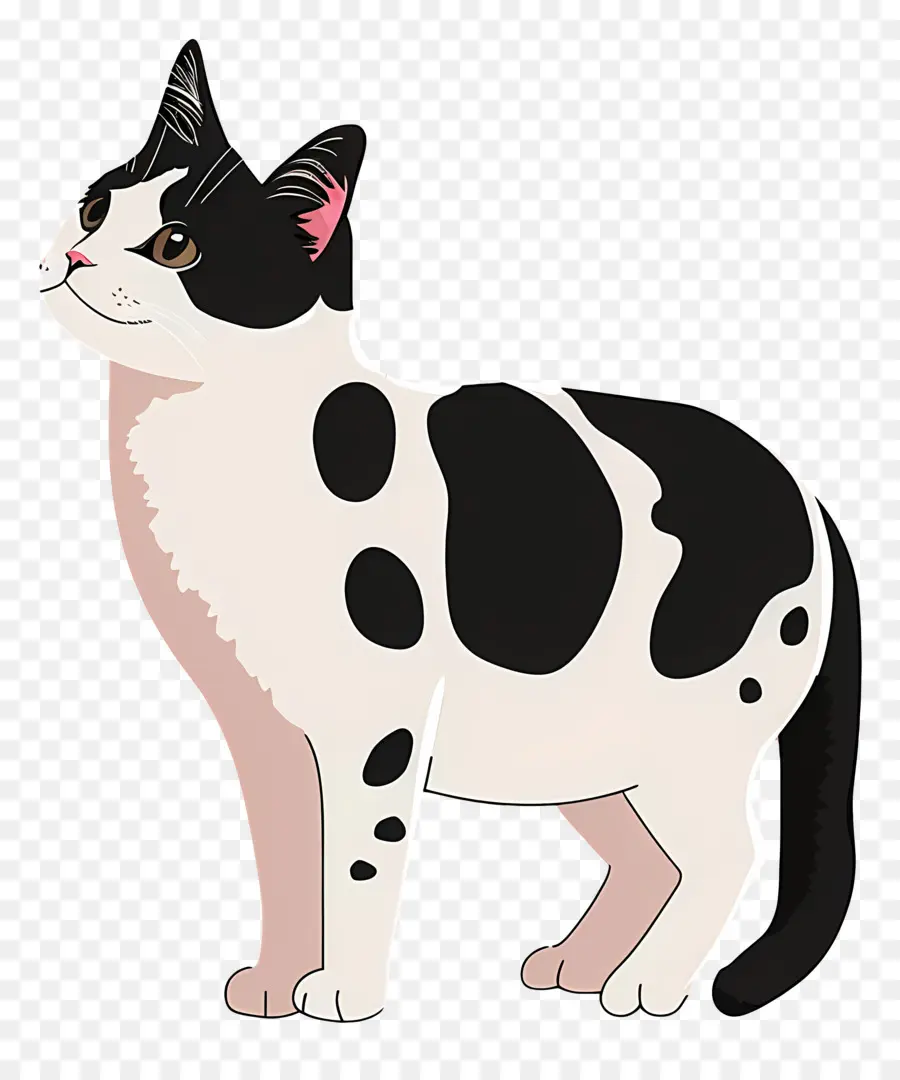 Lindo Gato，Gato Blanco Y Negro PNG