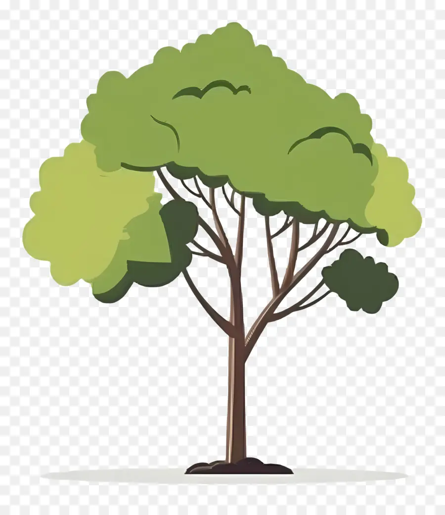 árbol Minimalista，Árbol PNG