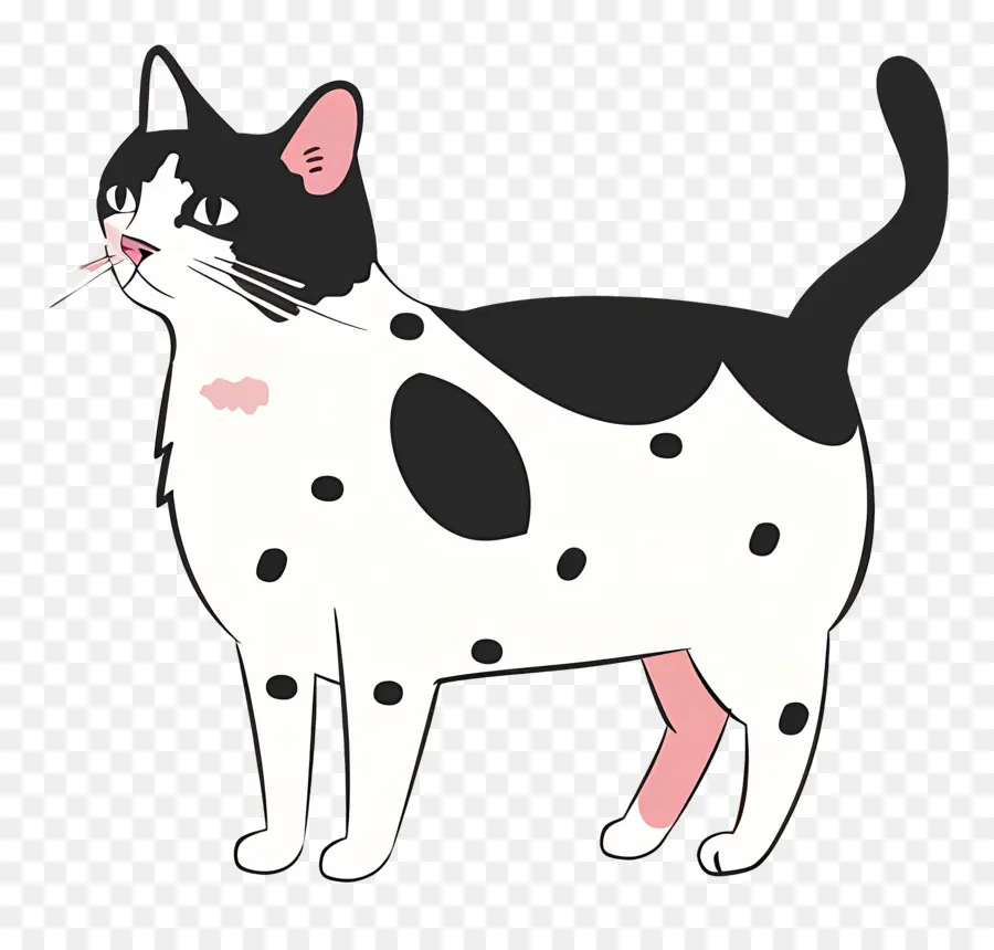 Lindo Gato，Gato Blanco Y Negro PNG