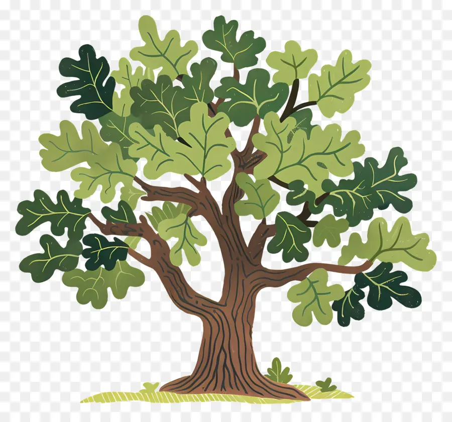 Roble，Árbol Detallado PNG