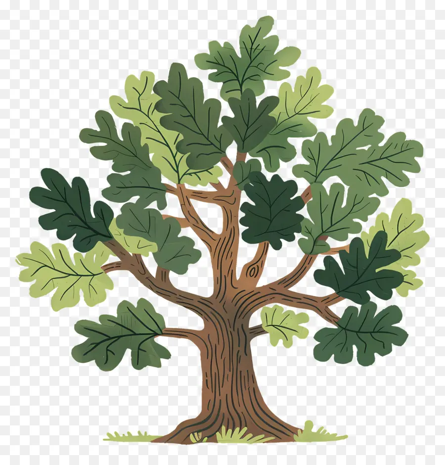 Roble，Árbol Detallado PNG