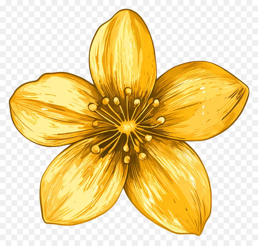 Flor Oro，Flor Dorada PNG