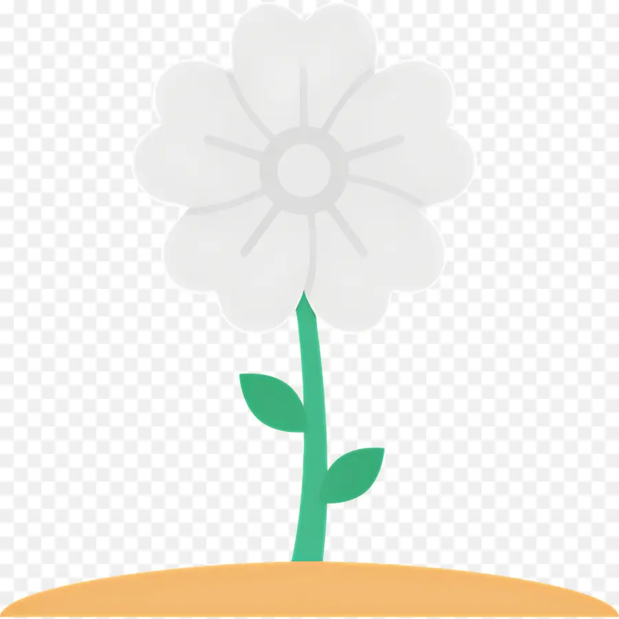 Flor De Margarita，Flor Blanca PNG