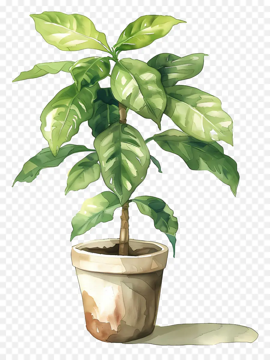 Planta De Acuarela，Planta En Maceta PNG